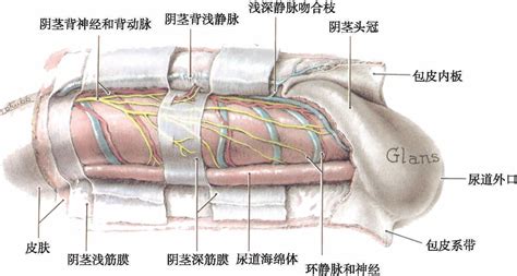 男人生殖器官|人类阴茎